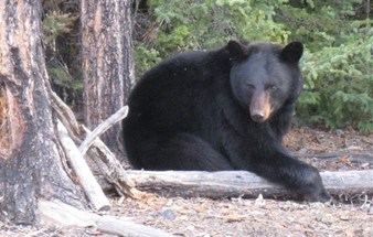 bearawareimage0523