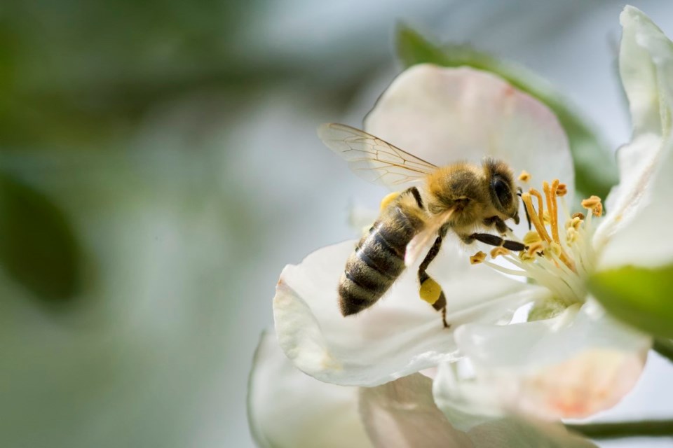 bee on fruit blossom