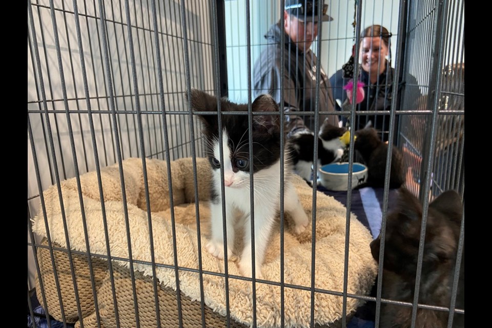 Beth Mitchell and her family look on as some kittens await adoption.