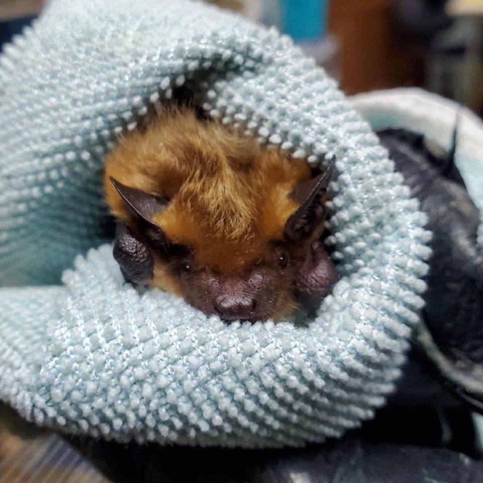 big-brown-bat-salthaven-west