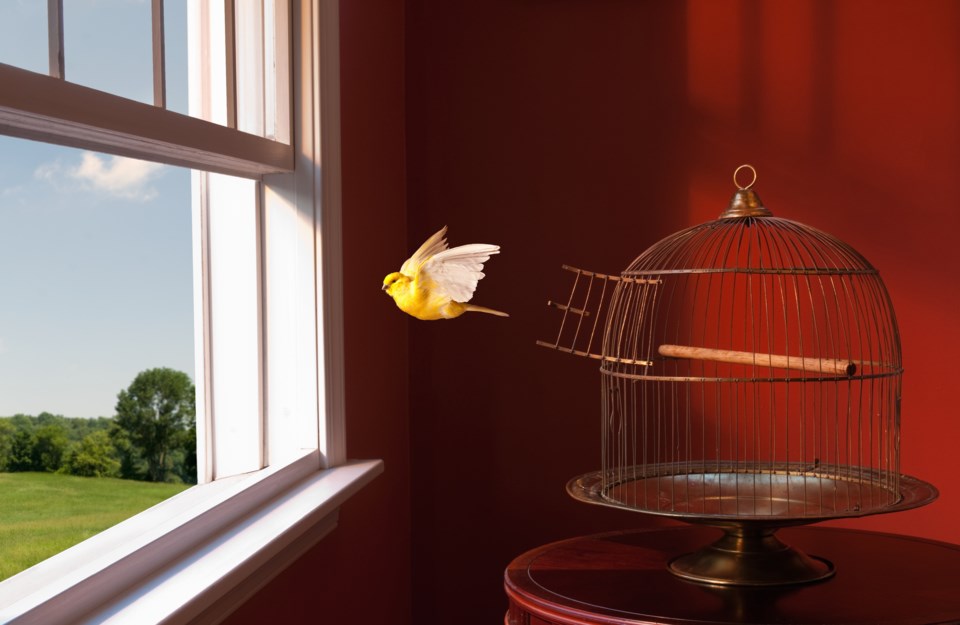 bird flying from cage