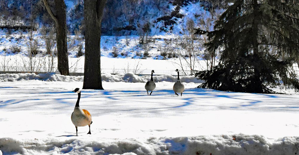 Saskatoon – Se recomienda a los residentes que estén atentos para evitar la propagación de la gripe aviar