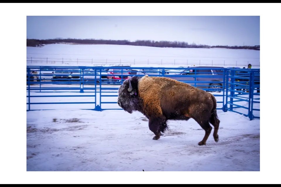 One of the new bison herd arrives at Mosquito, Grizzly Bear's Head, Lean Man First Nation.