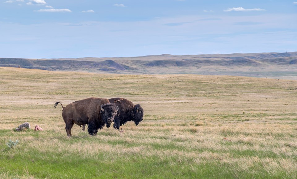 bison grasslands park