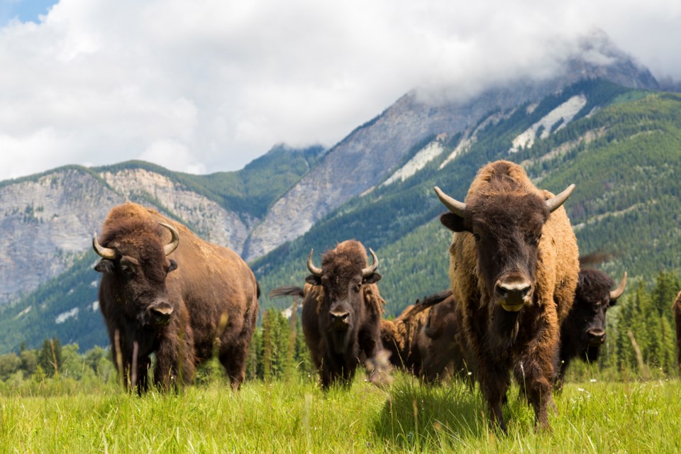 Bison on the prairies