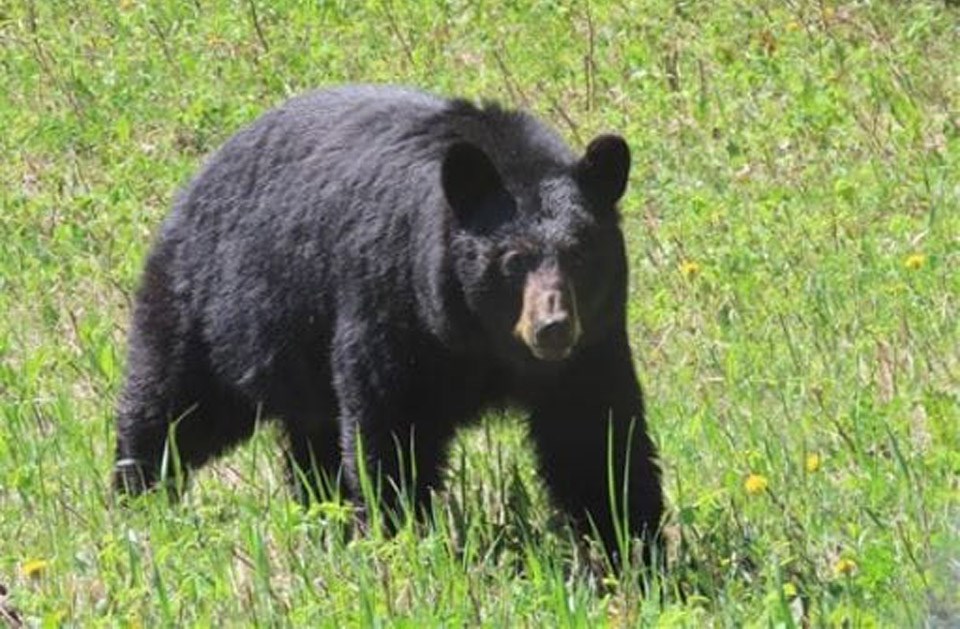 black-bear4557