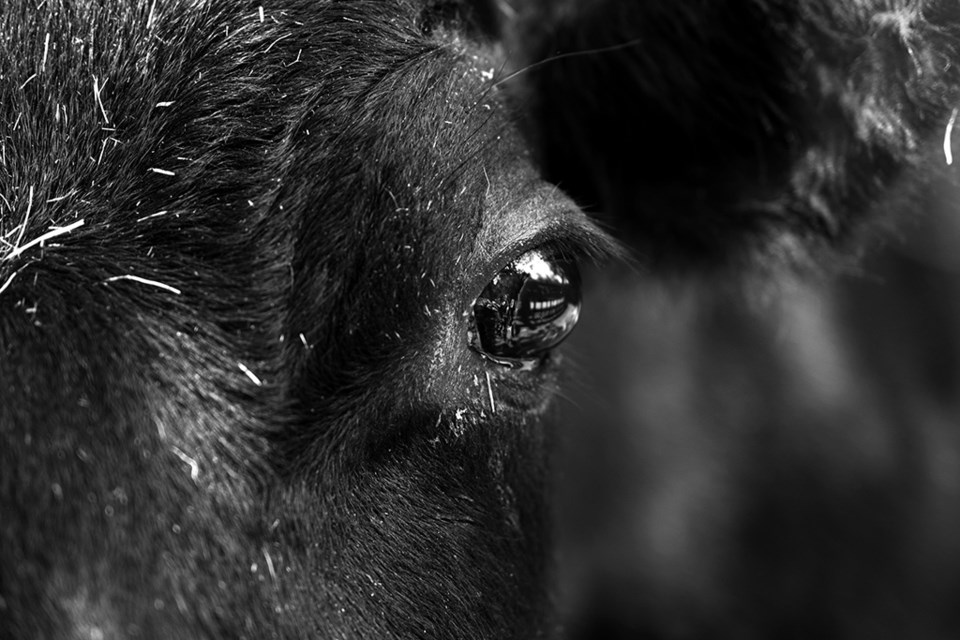 blackangus-unsplash