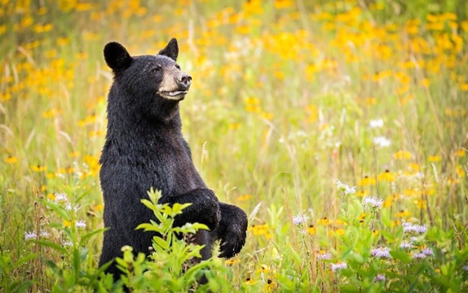 blackbearinmeadow