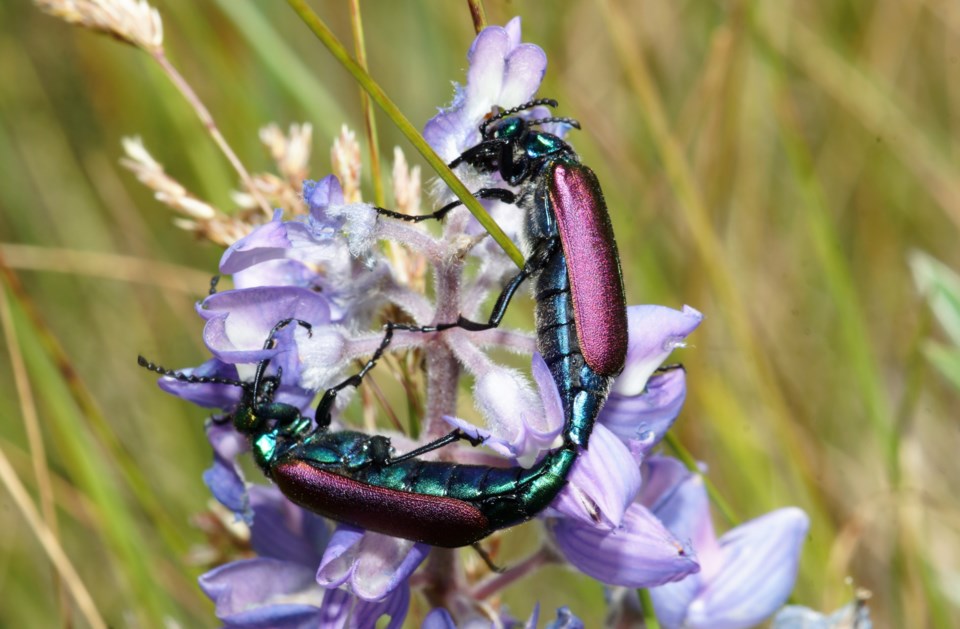 blisterbeetle0523