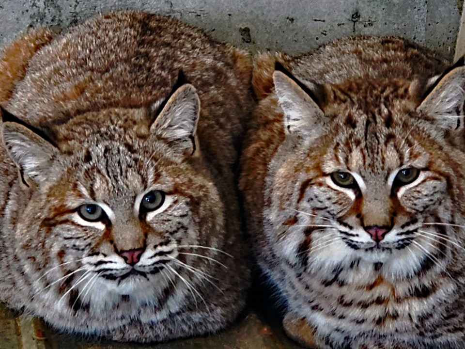 Bobcats_Zoo