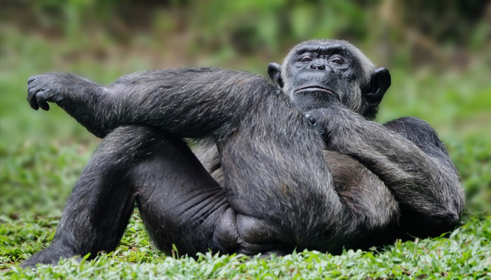 boredape