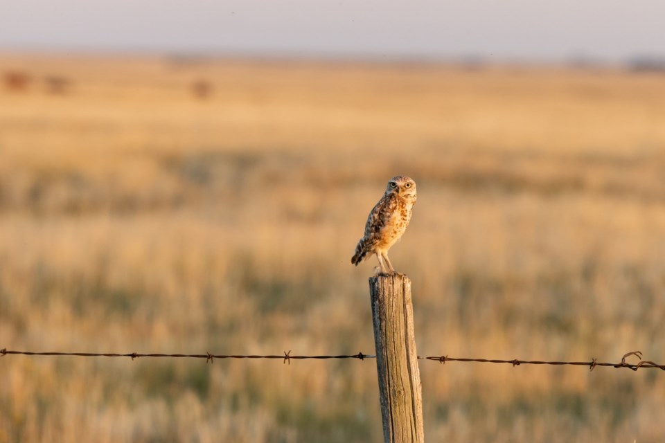 Burrowing owls are adapted to the prairie landscape and coexist very well with grazing animals. 