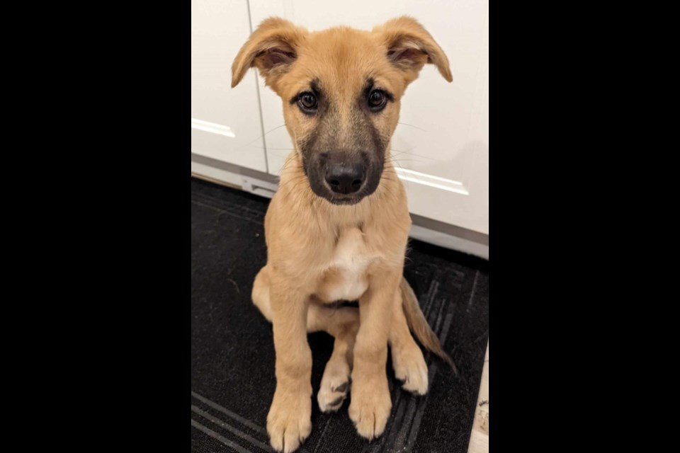 Shepherd sales mix rescue