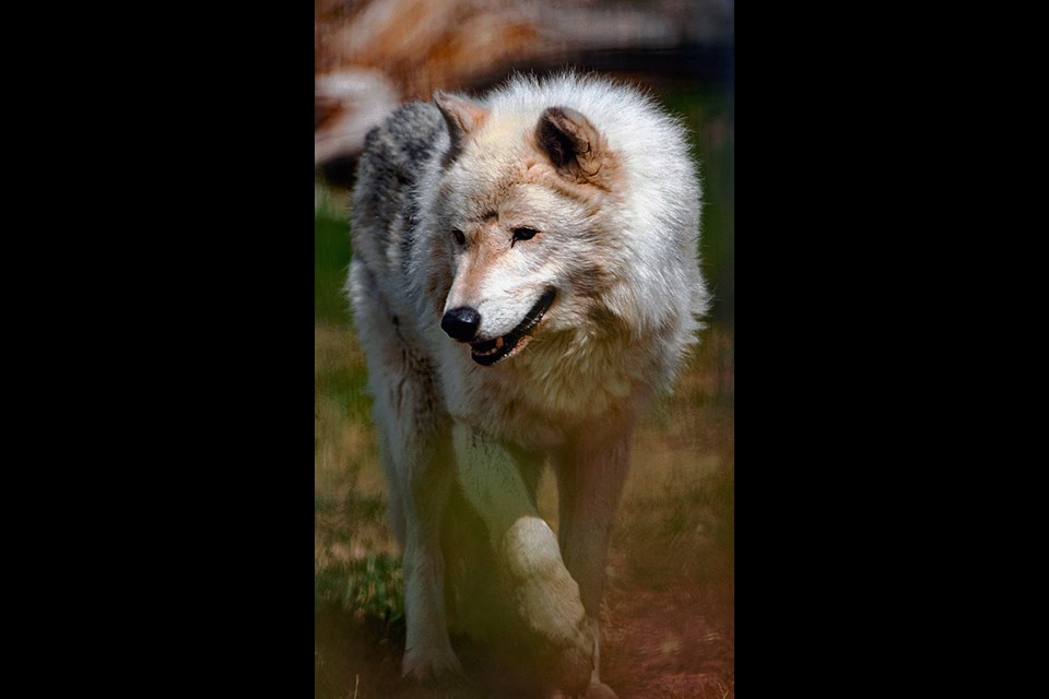 Grey wolf dies; Mourners may write messages at Saskatoon zoo 