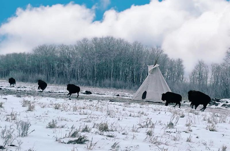 A Christian organization – Tearfund Canada, of Markham, Ontario, has partnered with a small Indigenous ministry known as Loko Koa to plant a herd of 24 buffalo – 22 female and 2 male – on Cote First Nation land. 