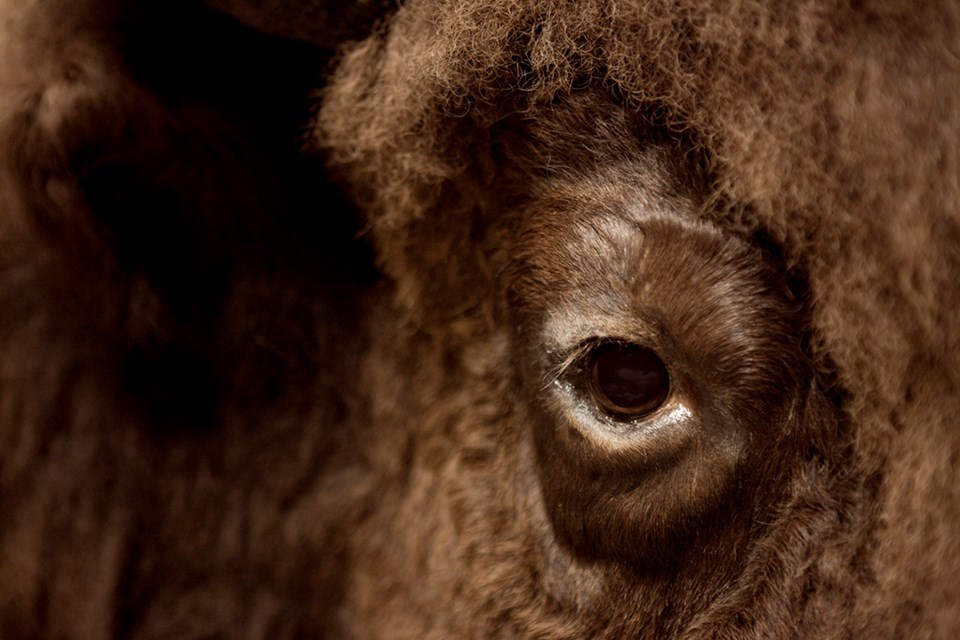 buffaloeye