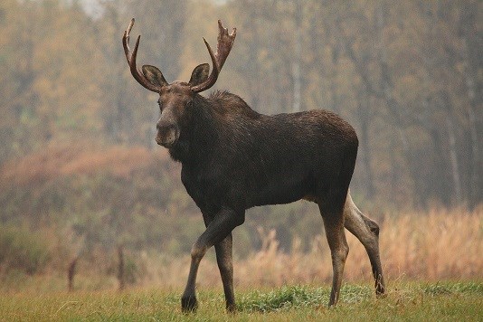 Bull Moose