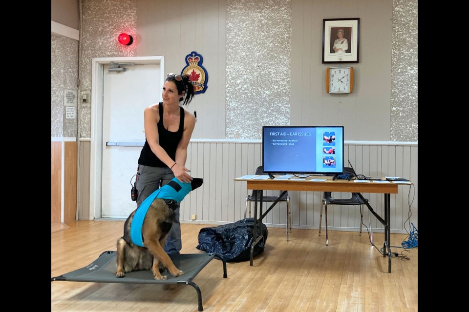 Canine first aid instructor Jenn Burgoyne shows a class in Unity April 9 how to bandage an ear, using her own dog Chaos as a model.