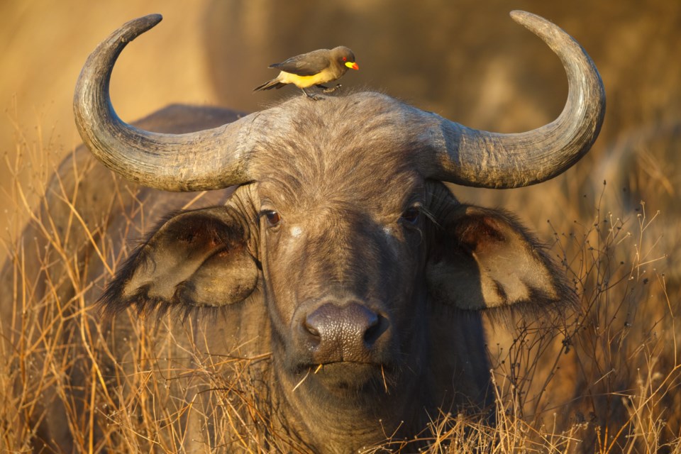 cape buffalo ox