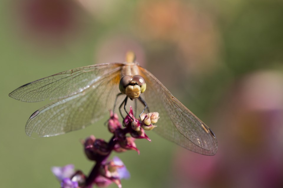 Carlyle Observer Photo contest dragonfly