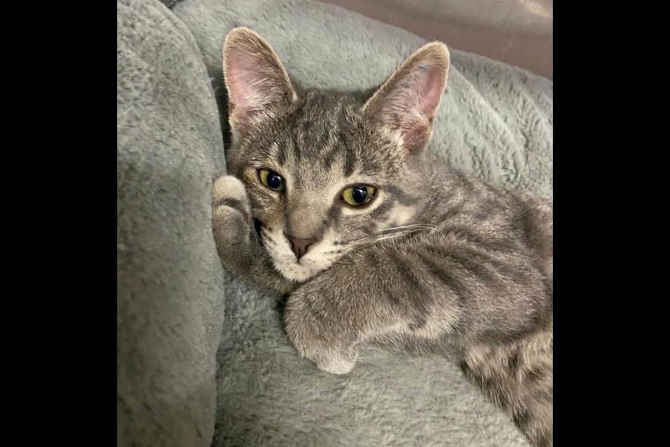 Cats like this fellow, waiting to be adopted at Unity's KC Rescue, cat rescue organization, benefitted from a Jan. 17 Betty White challenge.