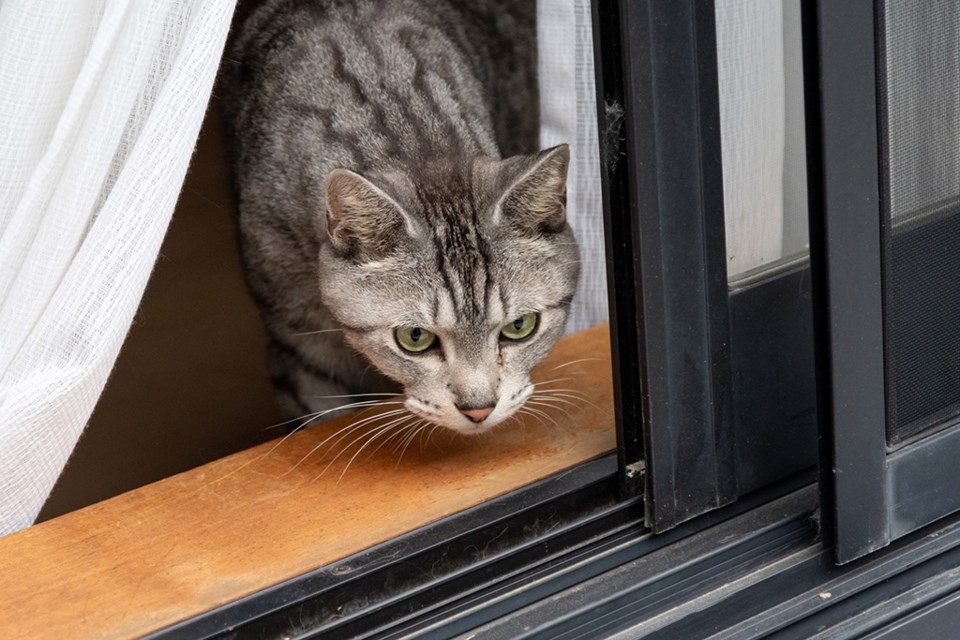 catdoor