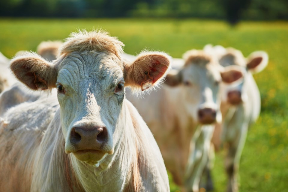 Charolais cattle