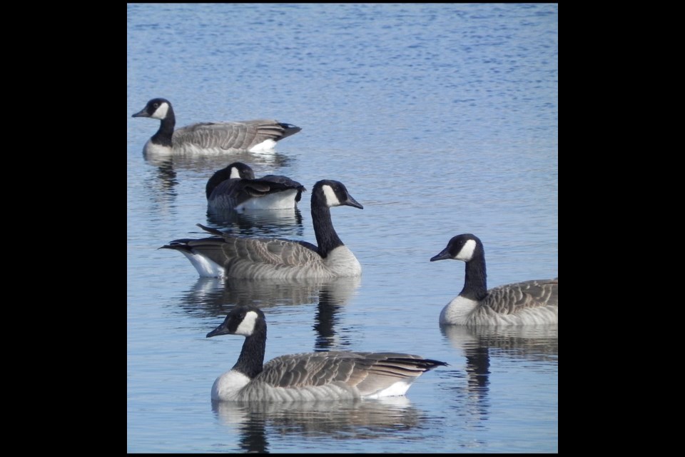 A close up snapshot of these Canada geese shows the distinct markings that make Canada geese unique.