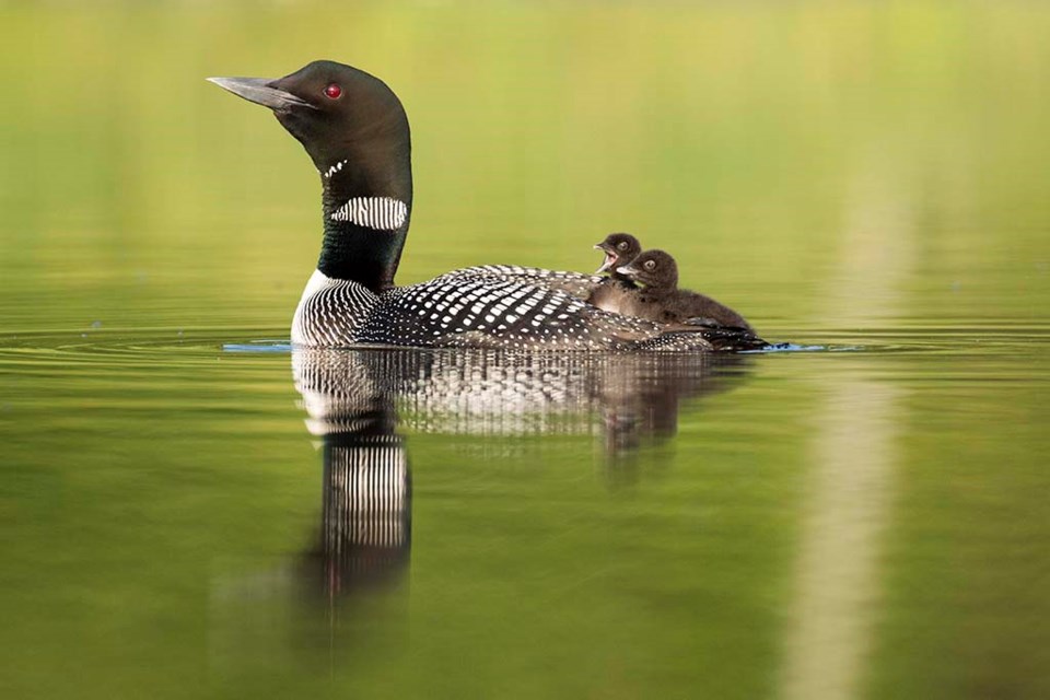 In the past three decades there has been a significant decrease in the number of Common Loon babies raised to independence across most of southern Canada.