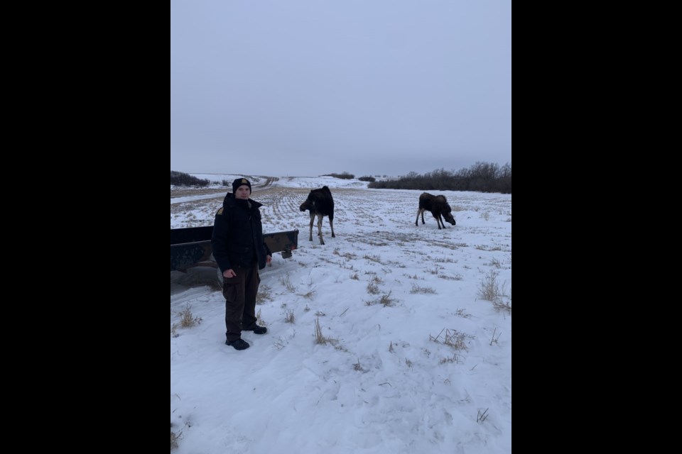 Matthew Richardson, Conservation Officer, with two relocated moose in Assiniboia Field Area. 