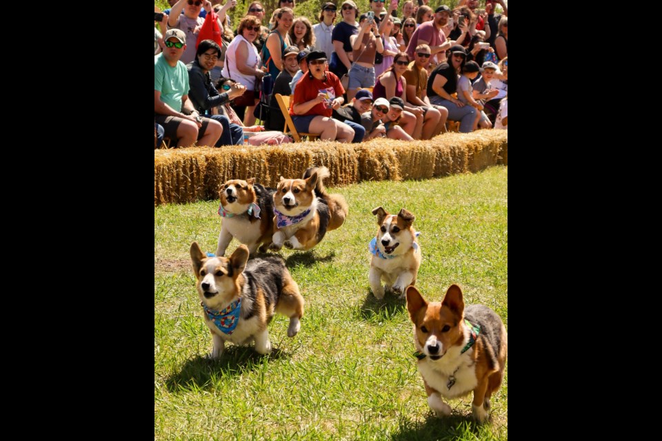 Corgi races gathered large crowds at Crossmount Cider Company near Saskatoon May 25.
