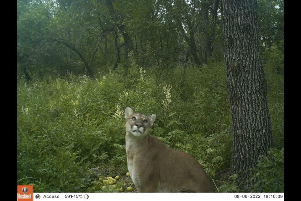 A grown-up cougar was caught on a trail camera southwest of Estevan. 