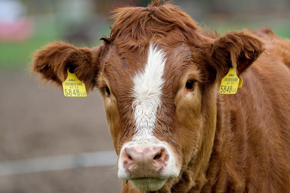 cow-5675684_1280