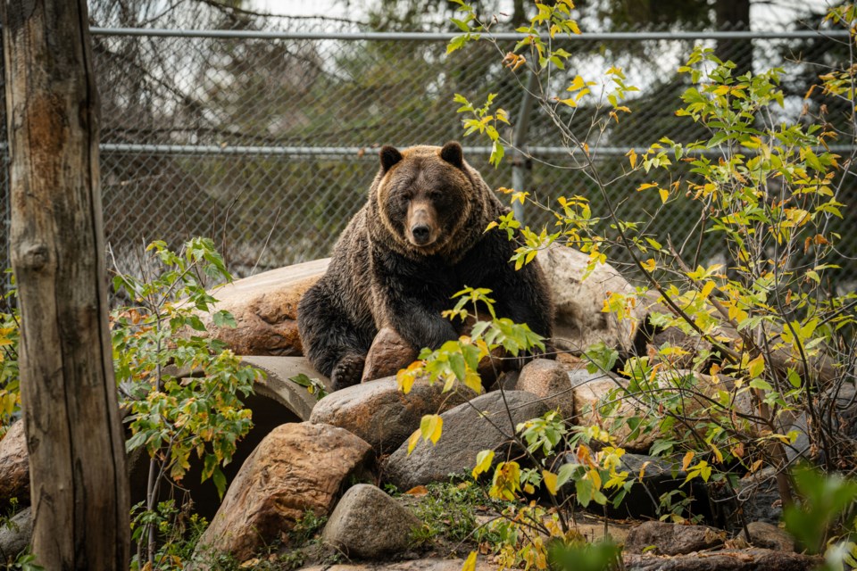 Saskatoon's Zoo is in fundraising and planning stages for a new expanded bear enclosure.