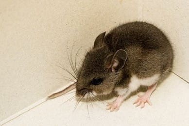 deer-mouse-35470424