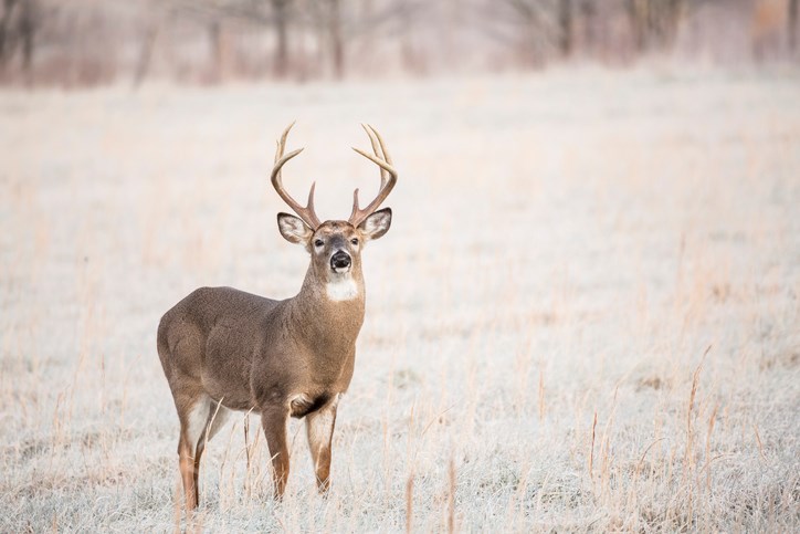 Deer White-Tailed