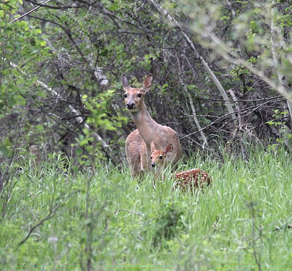 deerandfawnjamiegibson