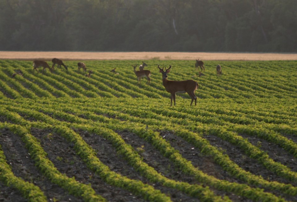 deerdamage