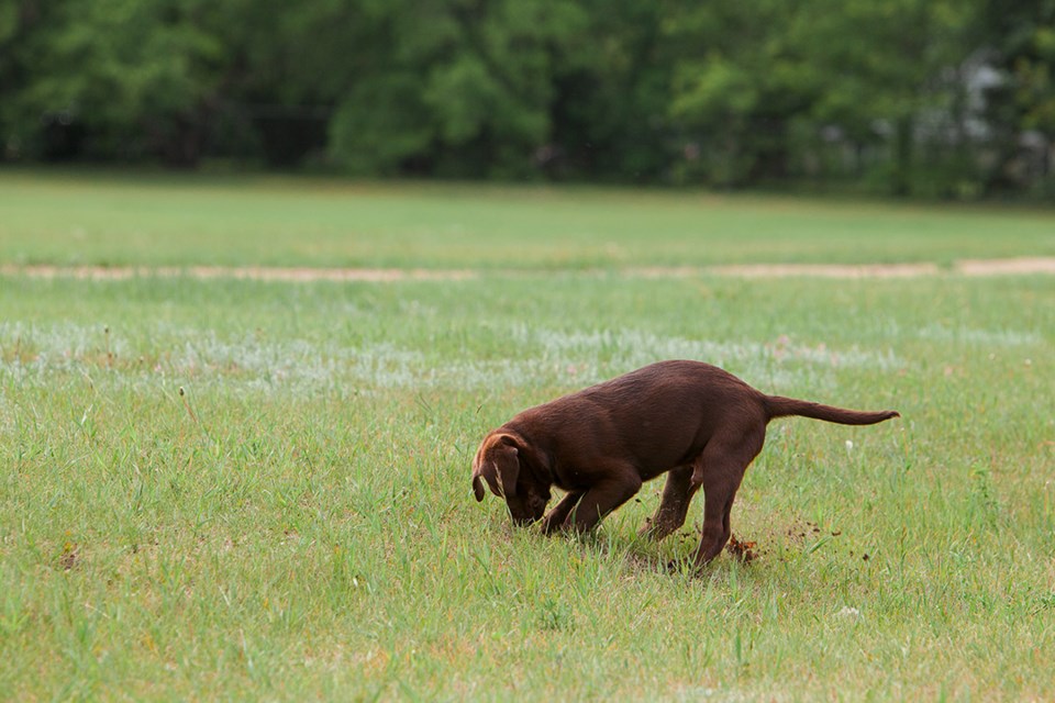 Pet owners need to be aware of the health risks associated with zinc phosphide, a rodenticide. 