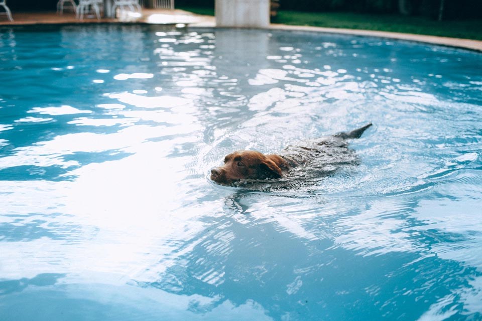 dog-in-pool