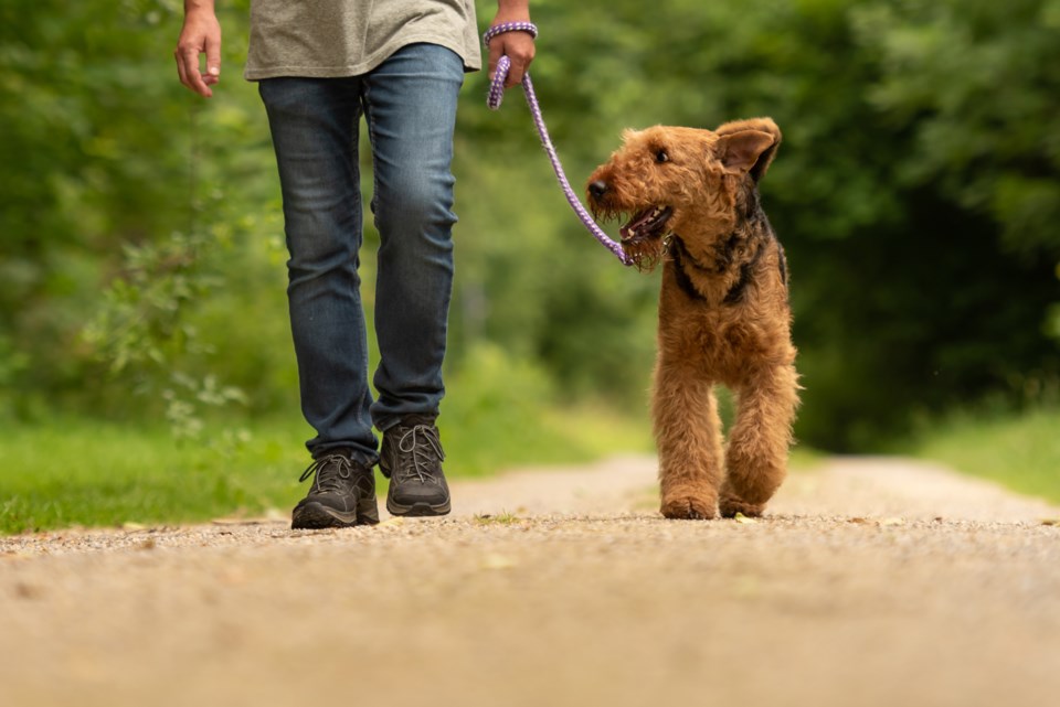 Dog on leash