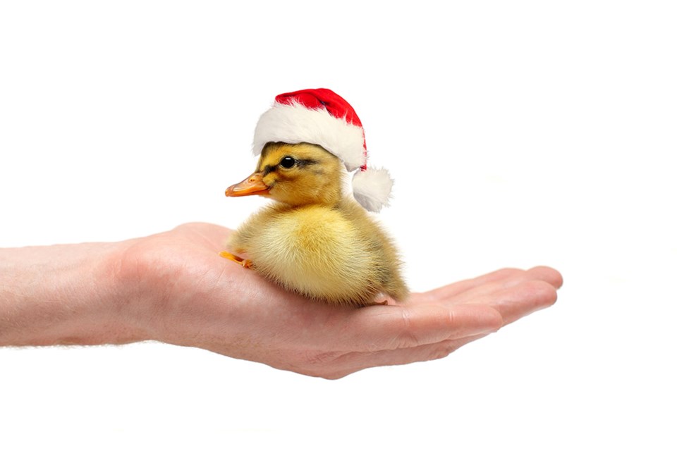 ducduckxmasjnemchinovaistock