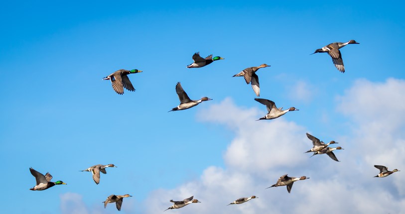 Ducks migrating