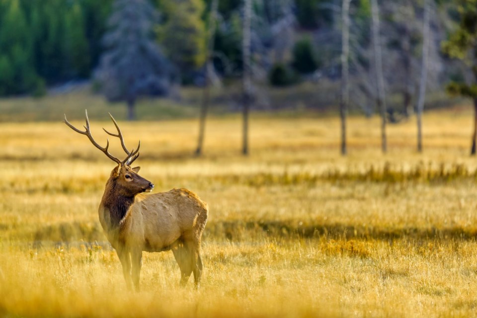 Elk Getty