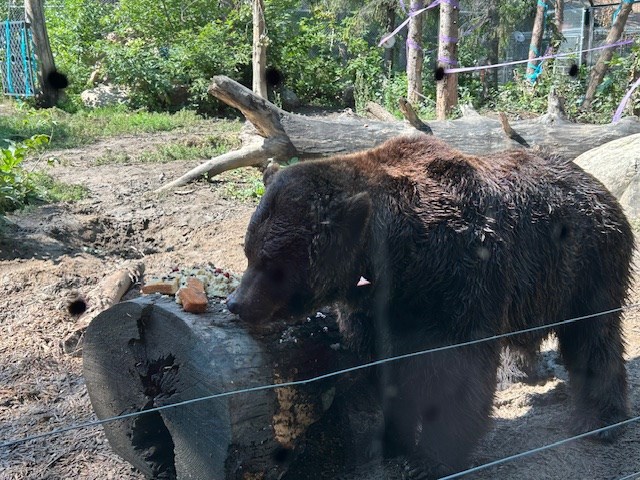 Enjoying bear-thday cake at Saskatoon Zoo July 23, as celebration of grizzly duo's 20th birthday takes place.