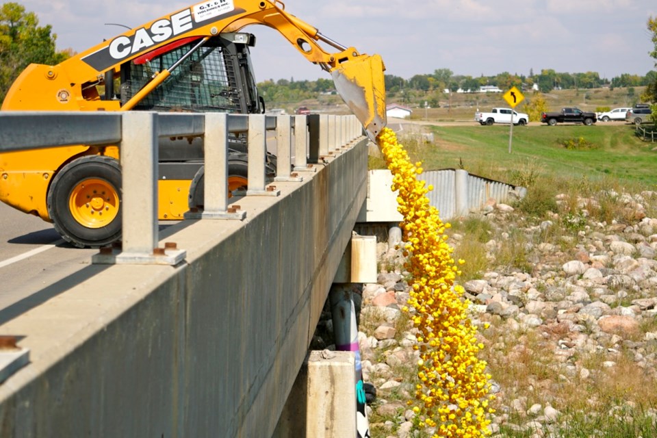 This year, 3,000 rubber ducks were dumped off the bridge into the Souris River to partake in a race for $15,000.                               
