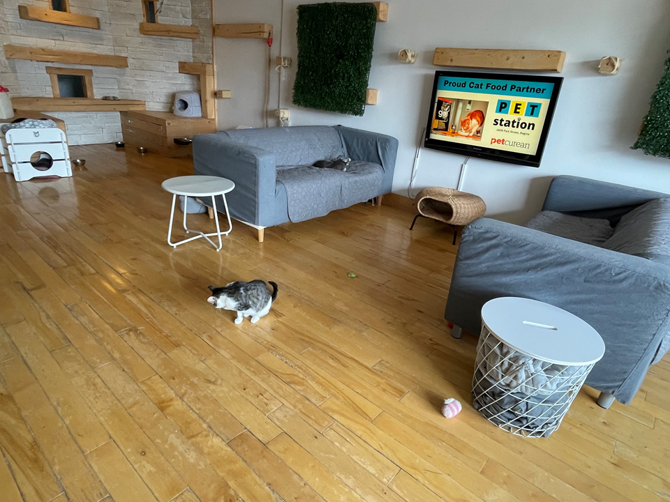 excalipurr-cat-cafe-cat-room