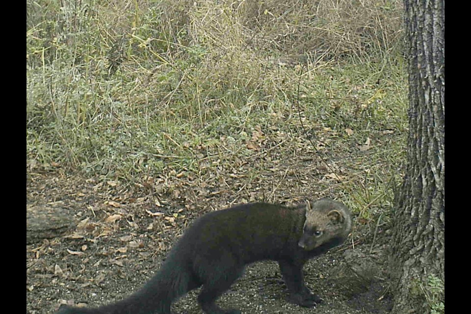 This fisher made numerous appearances in front of a trail camera set up southwest of Estevan. 