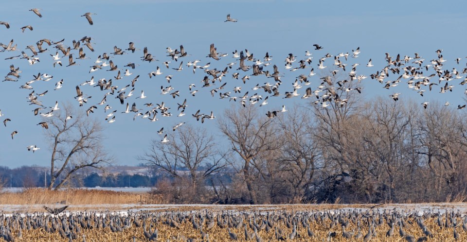 flock of geese in field