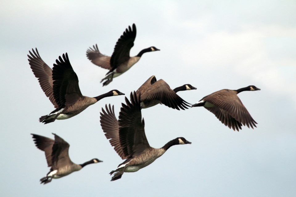 geese-unsplash